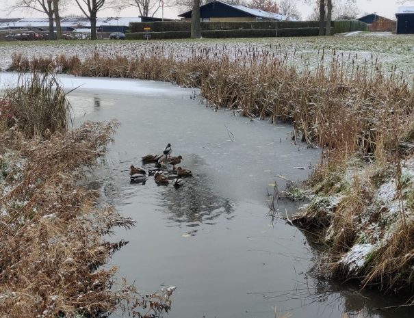 Mølleparken - Hul 13 - Vinter (5)